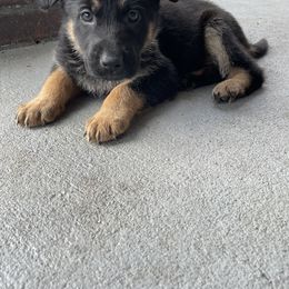 Valkyrie - German Shepherd puppy in Jacksonville, Florida from J & J Ranch