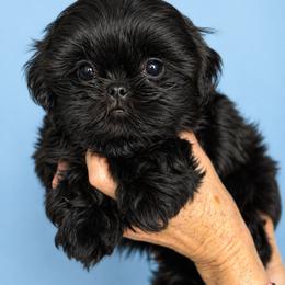 Brady - Black male Shih Tzu puppy in Tallahassee, Florida from Bows and Bow Ties