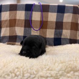 Purple - Black female Labrador Retriever puppy in Middleton, New Hampshire from Tag Hollow
