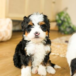 Aussiedoodle and Bernedoodle Puppies from Spring Mountain Doodles