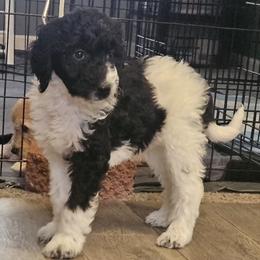 Frankie - Parti male Goldendoodle puppy in Kansas City, Missouri from Poppy's Doodles