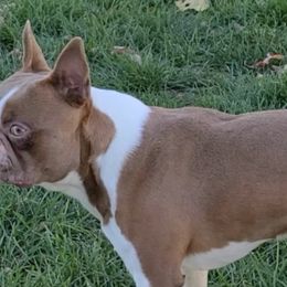 Boston Terriers and French Bulldogs from Sharp Dressed Bostons & Frenchies
