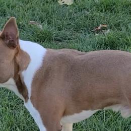 Boston Terriers and French Bulldogs from Sharp Dressed Bostons & Frenchies