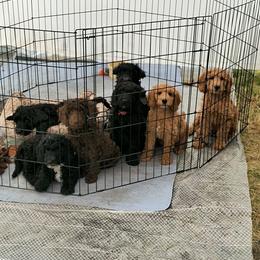 Australian Cobberdog Puppies from Lively Acres Cobberdogs