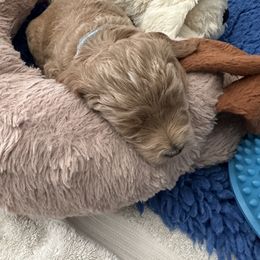 Bernedoodle and Goldendoodle Puppies from Draper Doodles