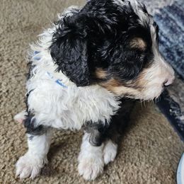 Bernedoodle Puppies from Joyful Pastures Homestead