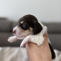 Matt - Piebald male Dachshund puppy in Lawrenceville, Georgia from Chivi Paws