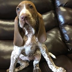 Bracco Italiano Puppies from Bracco Dynasty