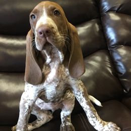 Bracco Italiano Puppies from Bracco Dynasty