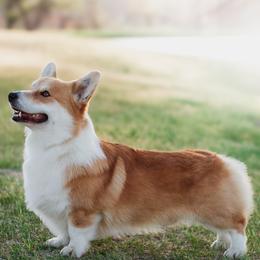 Tonk - Pembroke Welsh Corgi