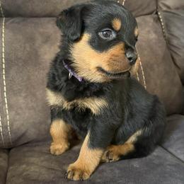 Athena - Black and tan female Rottweiler puppy in Newfoundland, Pennsylvania from Poconopaws