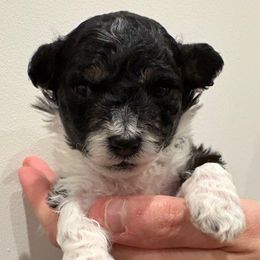 Pumpkin - Black and white male Companion Cross puppy in Albany, New York from CocoPuff Breeders