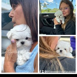 Maltese Puppies from Little Sweetheart Puppies
