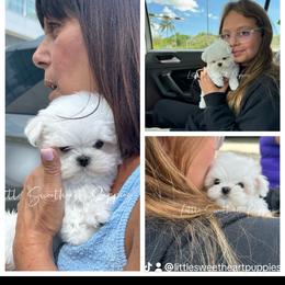 Maltese Puppies from Little Sweetheart Puppies