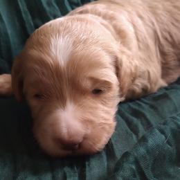 Madison - Red female Bernedoodle puppy in Woodland, Georgia from Bethel Doodle Ranch