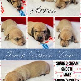 Arrow - Black and cream male Dachshund puppy in Pensacola, Florida from Jen's Doxie Den