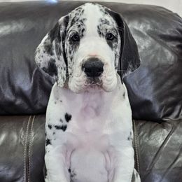 Jax - Mantle merle male Great Dane puppy in Castle Rock, Washington from Uber Alles Great Danes