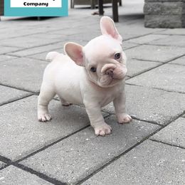 French Bulldog Puppies from The French Bulldog Company LLC