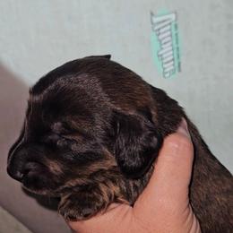 Boy 1 - Brindle male Dachshund puppy in Lansing, Michigan from Black Thunder 517 Dachshunds and frenchies