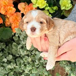 Aspen (navy) - Buff female Cockapoo puppy in Denver, Pennsylvania from Greenview Puppies