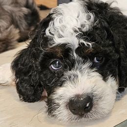 Bernedoodles from NLB Mini Bernedoodles