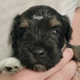 Sage - Black and white female Havanese puppy in New Castle, Colorado from Havanese Havaton Pups