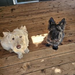 Scottish Terriers from Hometown Scotties