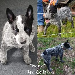 Australian Cattle Dog Puppies from Piney River Cattle Dogs