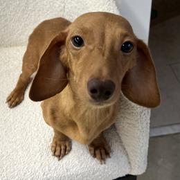 Ruby - Dachshund