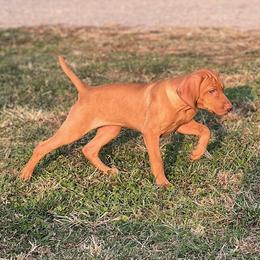 Vizsla Puppies from Waymaker Vizslas