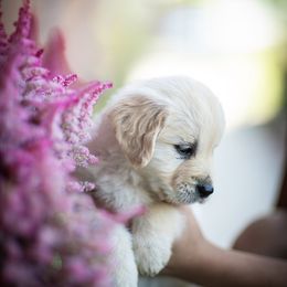 Cavalier King Charles Spaniel and Golden Retriever Puppies from Tsarevich Goldens and Cavaliers