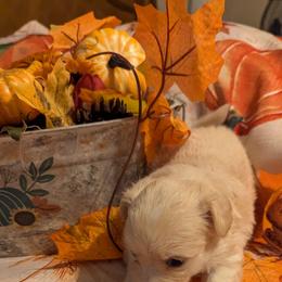 Butters - Cream and white male Chihuahua puppy in Waycross, Georgia from OakView Farm Chihuahuas FB