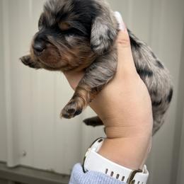 Dachshund Puppies from Bailey’s Dacshunds