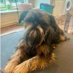 Boscoe - Brussels Griffon