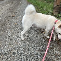 Mizu - Cream female Shiba Inu puppy in Florence, Oregon from Sunbeam Shiba Inus
