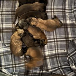 Boy 1 - Fawn sable male Belgian Malinois puppy in Alger, Michigan from Aspen’s Edge Kennel