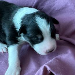 Boy 2 - Black tri-color male Australian Shepherd puppy in Rosamond, California from Fly by Nite Australian Shepherds