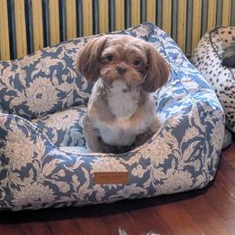 Archie - Shih Tzu