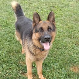 Kash - Black and red male German Shepherd puppy in Milford, Indiana from Olde Heritage K-9