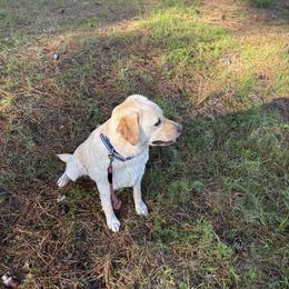 Piper - Labrador Retriever