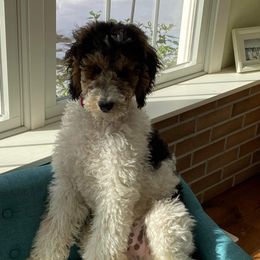 Henry  - Poodle