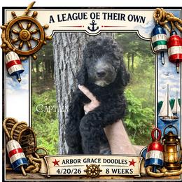 Captain - Black male Goldendoodle puppy in North Conway, New Hampshire from Arbor Grace Doodles