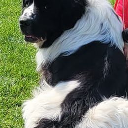 Newfoundlands from Tammy's Newfoundlands
