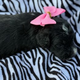 Gigi - Black tri-color female Aussiedoodle puppy in Ambrose, Georgia from Brandilyn's Aussies
