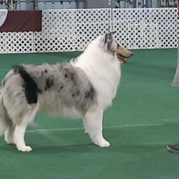 Collies from East View Farm