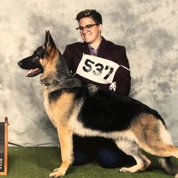 Cedar - German Shepherd