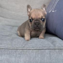 'Toby' Blue Fawn Boy    (Naudia x Ace) - Blue fawn male French Bulldog puppy in Gulf Breeze, Florida from SW Frenchies