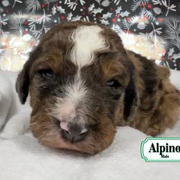 Alpine - Sable male Bernedoodle puppy in Milan, Indiana from Doodles & Spice