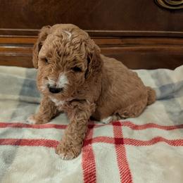 Harrison - Apricot male Goldendoodle puppy in Portage, Michigan from Country Lane Goldendoodles