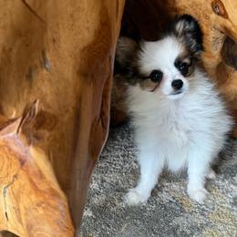 Ready Now.  Lucie's white and sable boy 2 - White and sable male Papillon puppy in Shirley, Arkansas from Lucky Pups